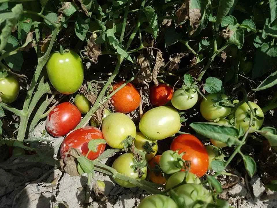 Determinate openfeild, теплостойкие гибридные F1 семена томатов овальной формы