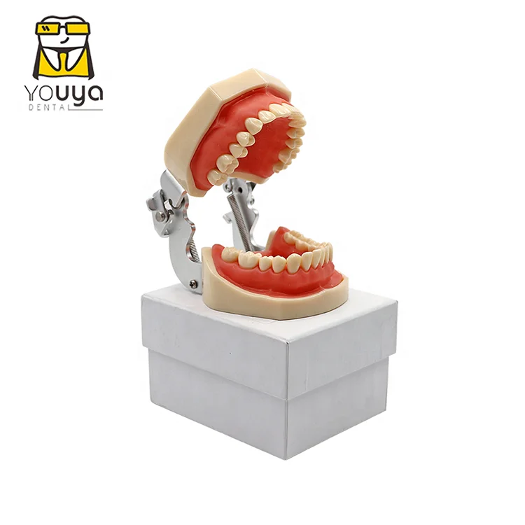 Human Anatomy 4 Times Medical Training Molar Pathology Teaching Nursing Care Model