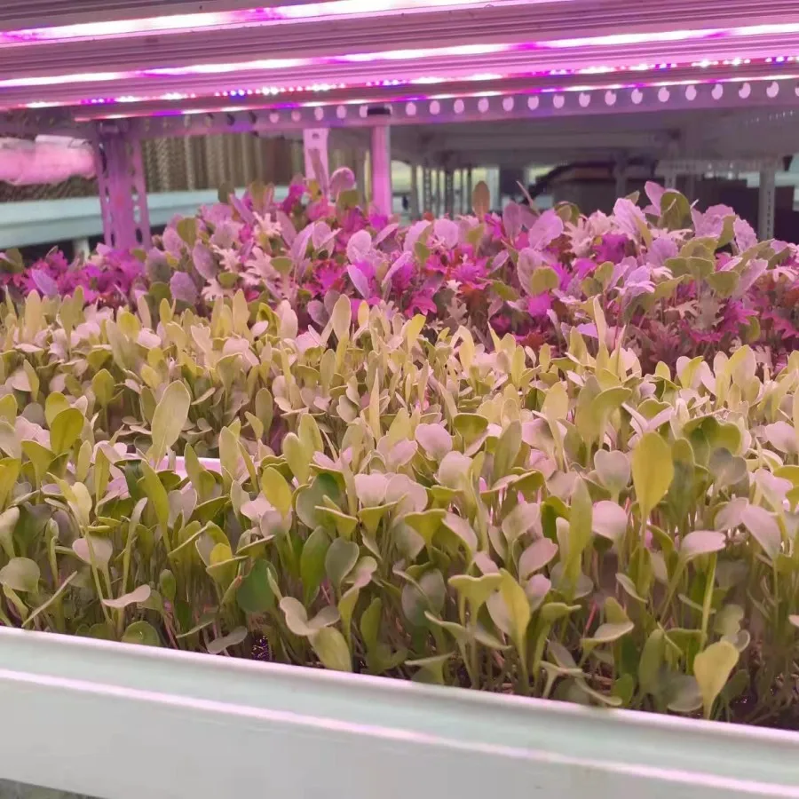 hydroponic stores Animal Fodder Hydroponic Feed Processing Planting System Machinery