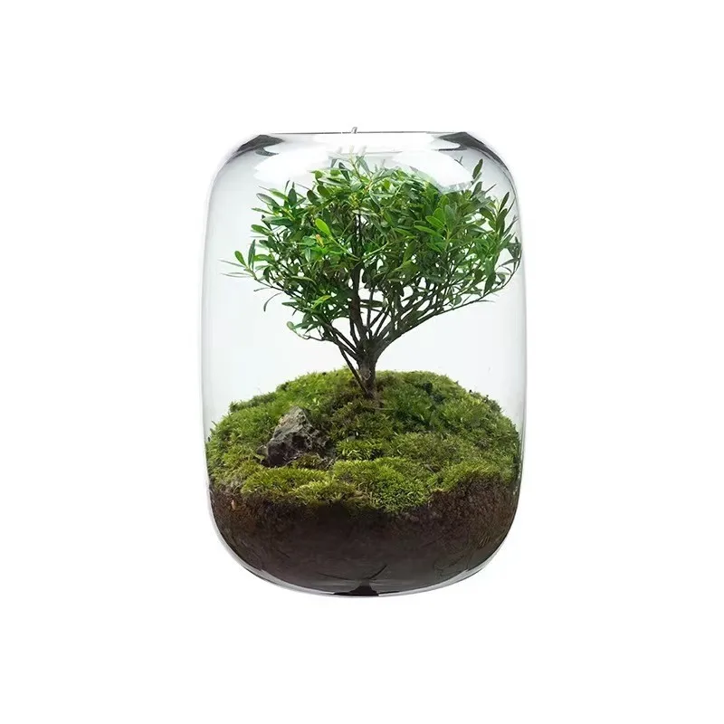 WeChat landscape DIY plant bottle glass vase decoration fish tank office desktop living room net red ornaments wholesale