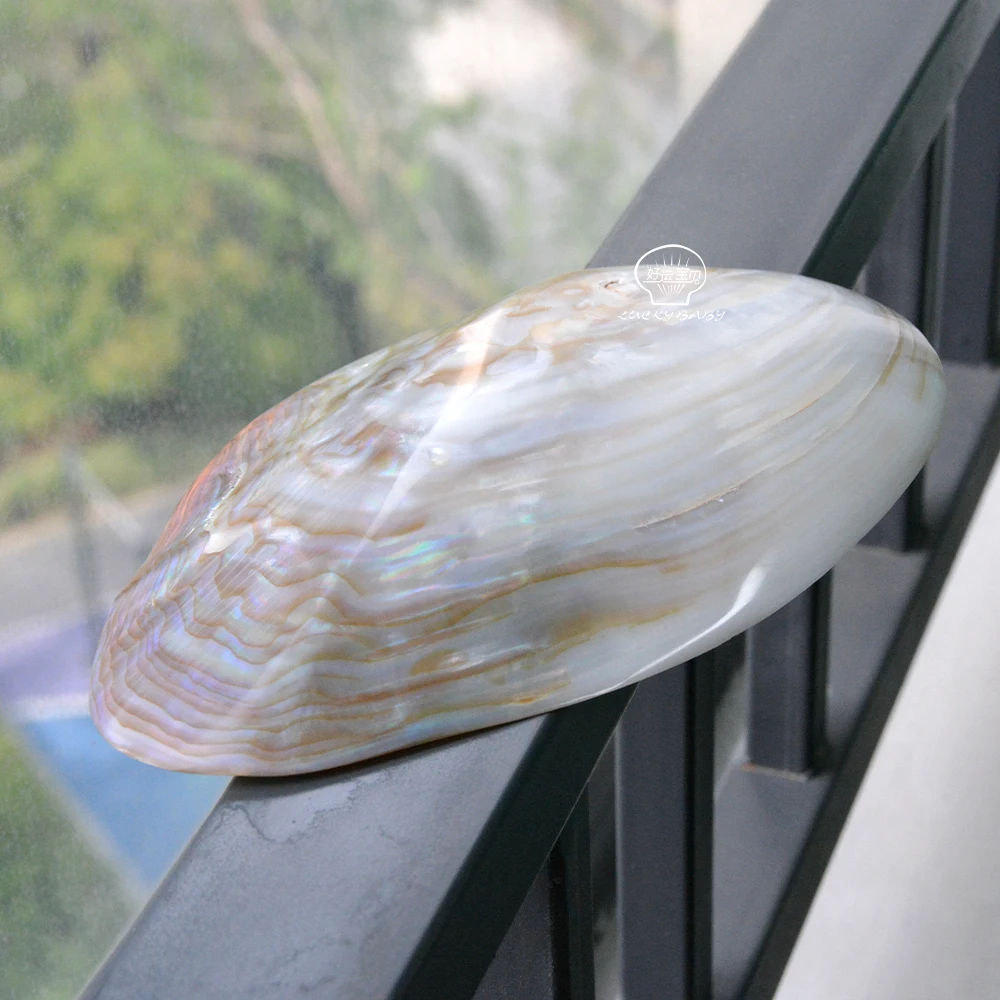 Natural Sea Mussel Shell Polished  Pearl Shell Oyster Mother of Pearl Abalone Shell Home Decoration And Jewely Making