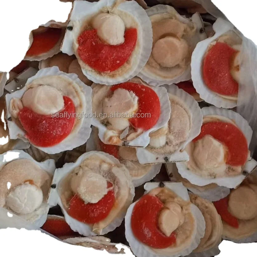 Wholesale Seafood Half Shell Scallop Frozen Sea Scallop