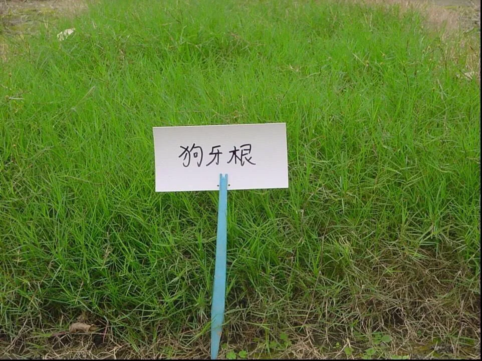 
Suntoday High Quality Natural Grass and Grass Grassgrass Seeds1kg/bag 