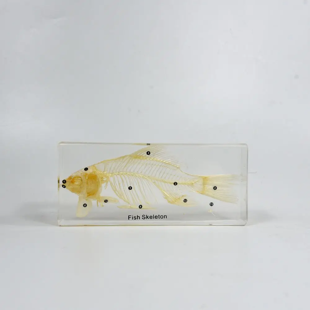 Real Animal Skeleton Education Model Fish Skeleton Resin Specimen Paperweight Teaching Resource for School Supplies