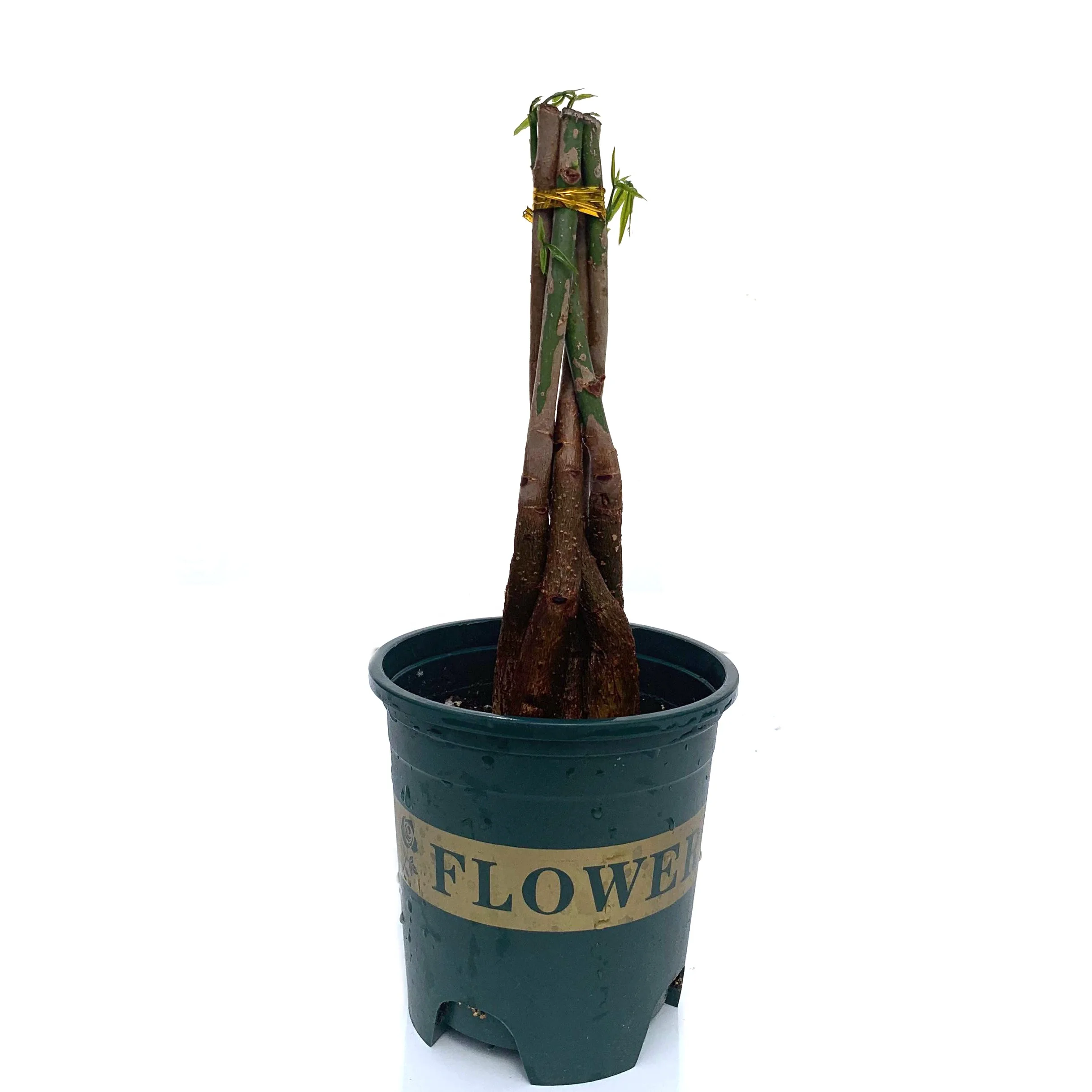 
Wholesale succulent leaves Deliver basin soil pachira for sale 