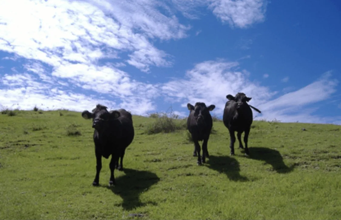 Japanese high quality yummy supply wholesale retail beef eater