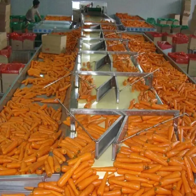 Cheap Price Wholesale Carrots Hybrid Seed Carrot Seeds For Planting