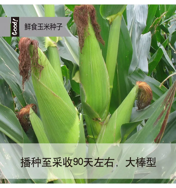 
Wholesale quality hybrid white sweet corn seed for planting 