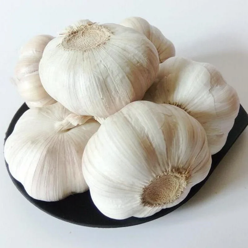 China high quality new crop fresh garlic original supplier full dried goods wholesale price garlic