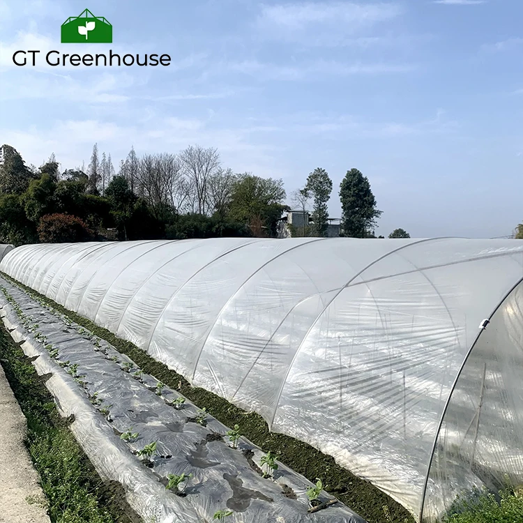 GT Agricultural Single-sapn Greenhouse Hydroponics NFT Growing Soilless Culture System For Tomato Strawberry Cucumber