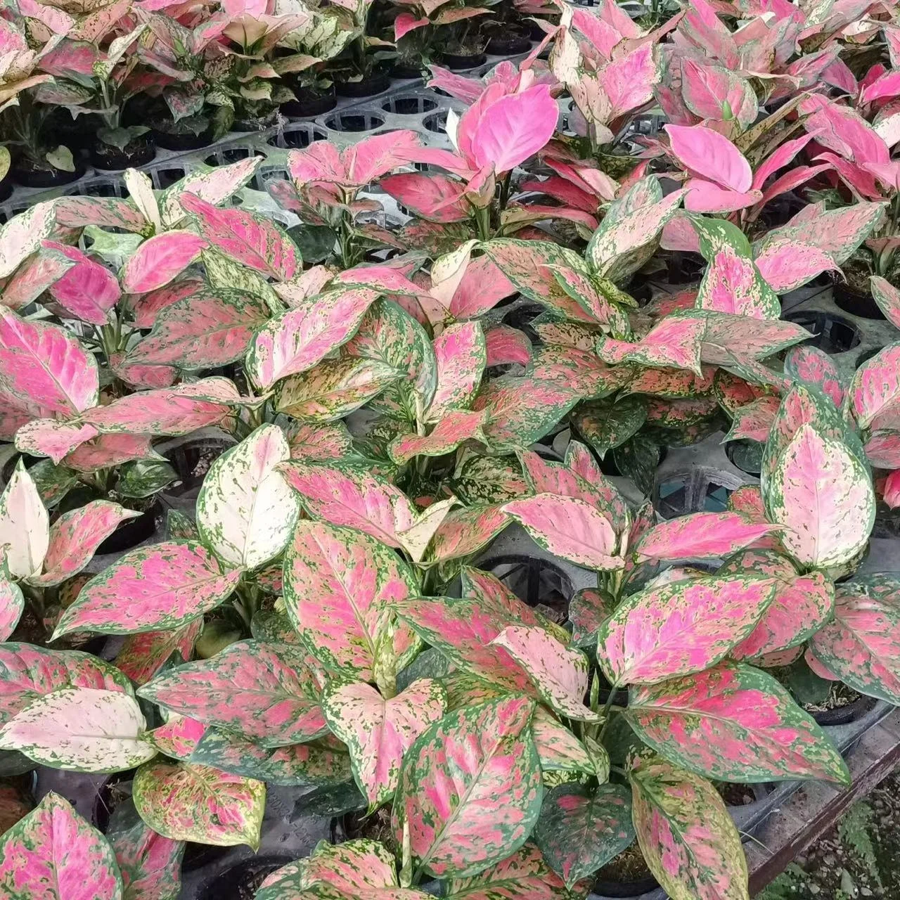Aglaonema Queen Ruyi green spot at the red leaf indoor plant Philodendron artificial plant other agricultural products