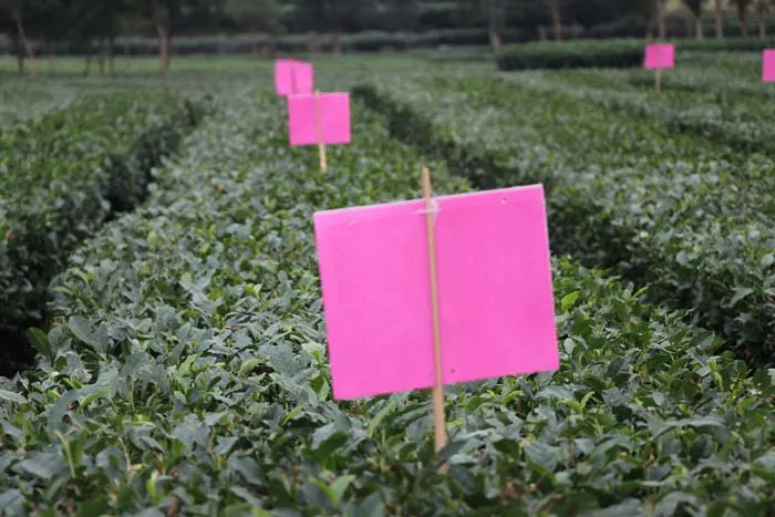 
Professional Manufacture Cheap Fly Glue Paper Purple Sticky Insect Traps 