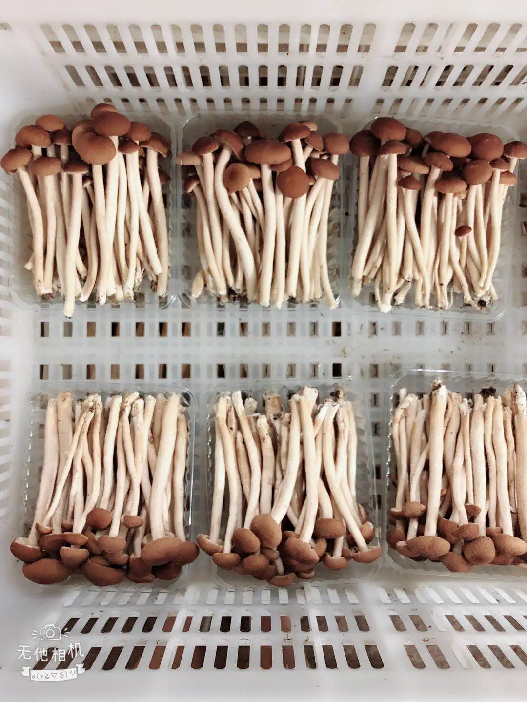 Detan Prices for Dry Royal Chestnut Wholesale Mushroom