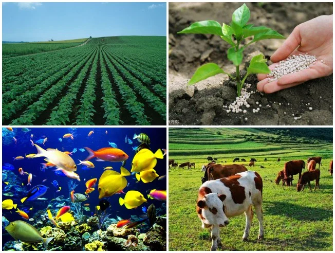 200 mesh animal feed grade natural zeolite clinoptilolite zeolite powder