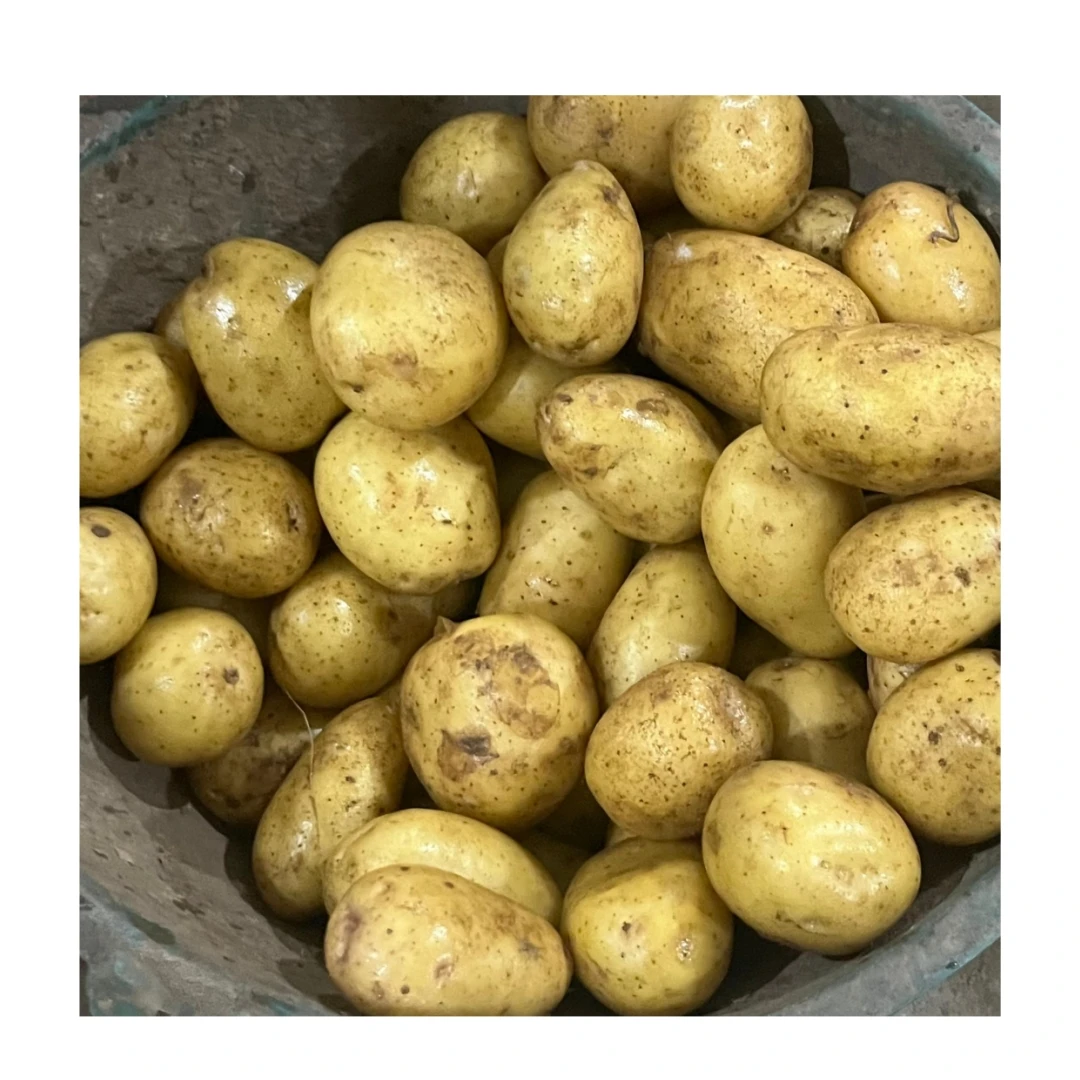 China New Crop Fresh Potato 100% Natural Organic Holland Yellow Potato Wholesale Price