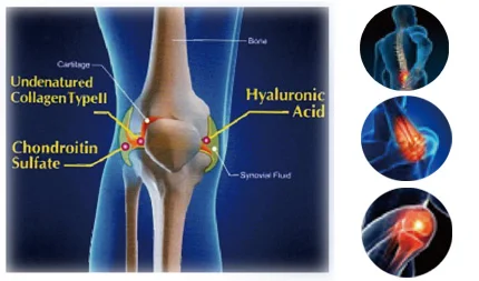 Marine fish Source chondroitin sulfate sodium powder 95%