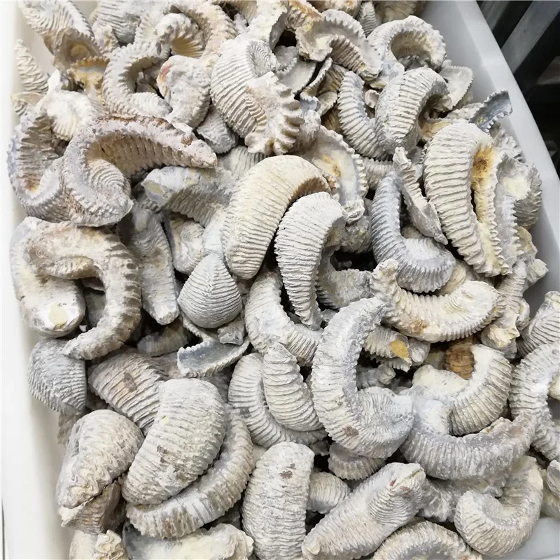 Оптовая продажа, натуральный полированный нефритовый узор, аммонит, ископаемый мадагаскарский