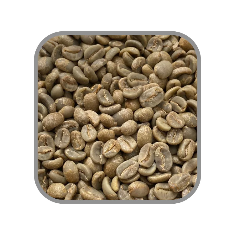 Зеленые бобы Robusta, быстрая доставка, вьетнамские бобы, кофейные бобы, упаковка, Oem сервис, джутовый мешок из Вьетнама