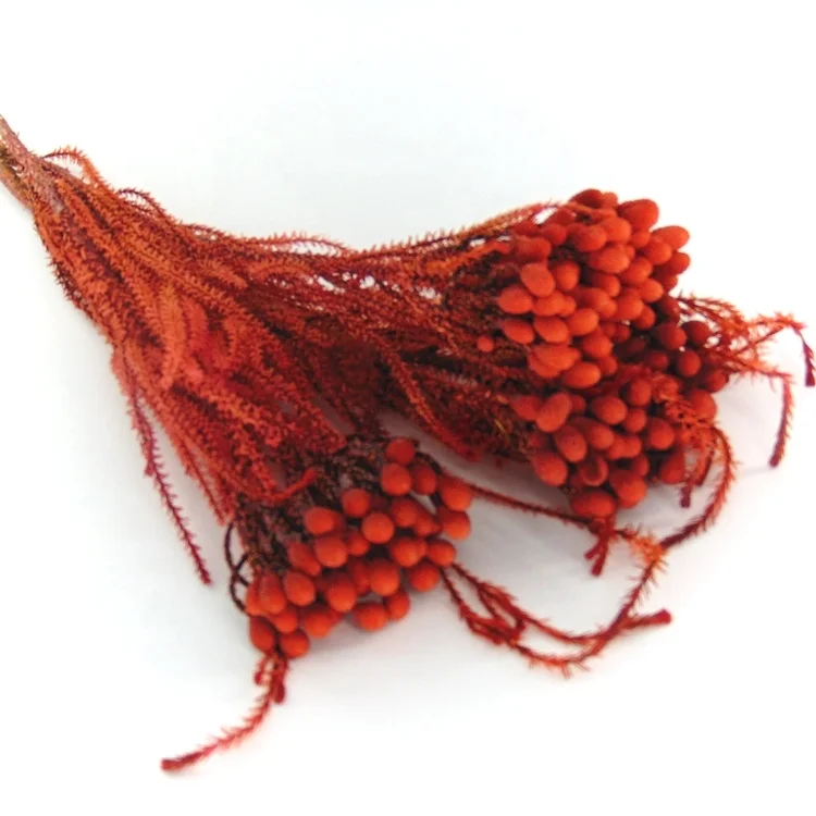 High quality preserved coral flower preserved flowers in glass preserved decor flowers