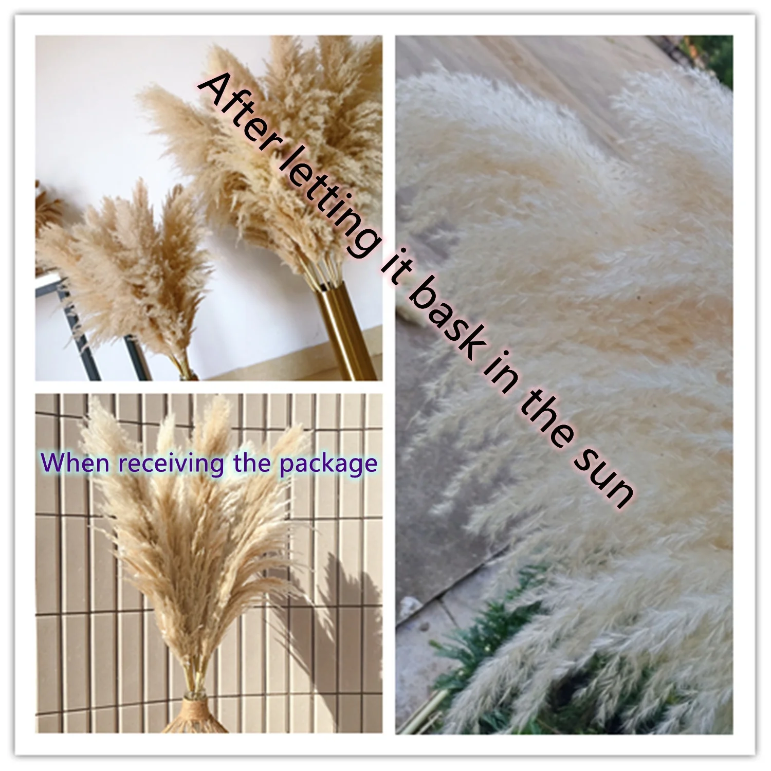 Wholesale Pampas Country beige Natural Dried Pampas Grass For wedding home hotel