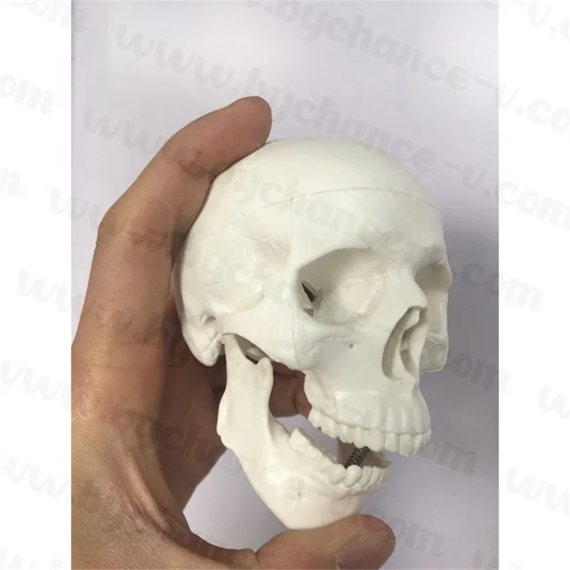 Medical Education props Small Size mini Human Anatomy Skull Model Adult Head Bone for Art Student Sketching