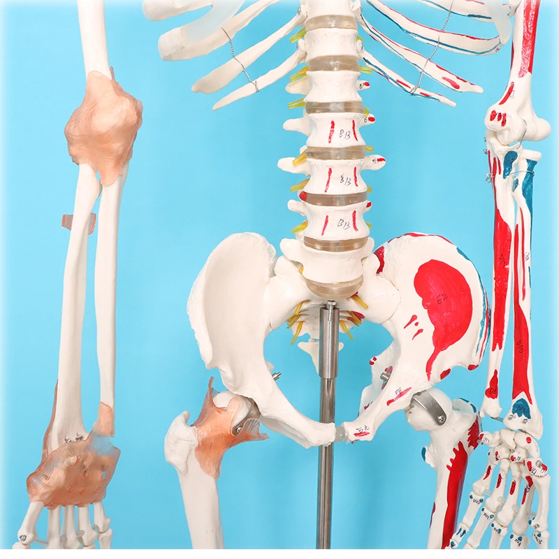 factory Human Skeleton Model Medical anatomy model human skeleton