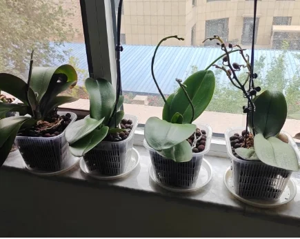 Phalaenopsis Square Planting Basket Garden Pots Clear Plant Net Mesh Pots Orchid Planter Pots Plant Container Transparent clear