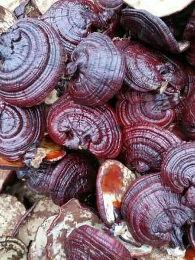 Chinese Precious Herbs Loose Private Labal Lucid Ganoderma Dried Reishi Mushroom Wild Grow Natural Harvest for Health Tincture