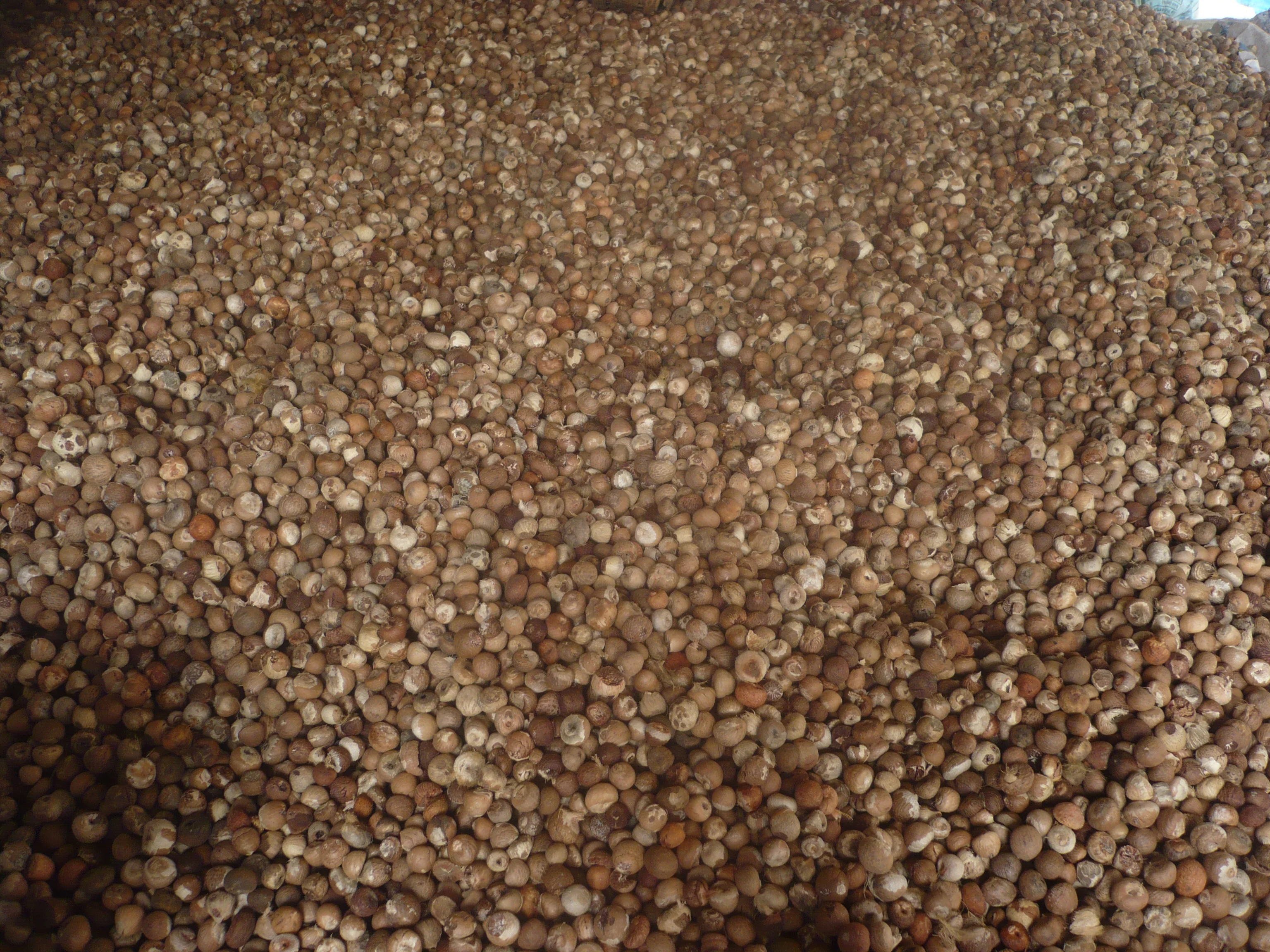 ***BEST CHOICE*** Natural Dried Betel Nut From Vietnam 2022 With High Quality And Good Prices