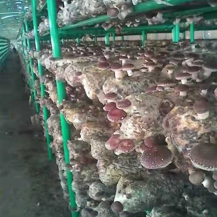 mushroom shelf/pleurotus geesteranus rack/black fungus frame for greenhouse structure