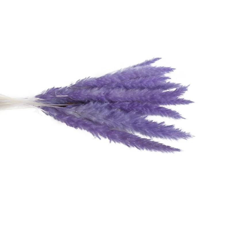 Natural Dried Flowers Small Natural Pampas Grass Wedding Wall Decoration Home Arrangement Office Baby Pampas