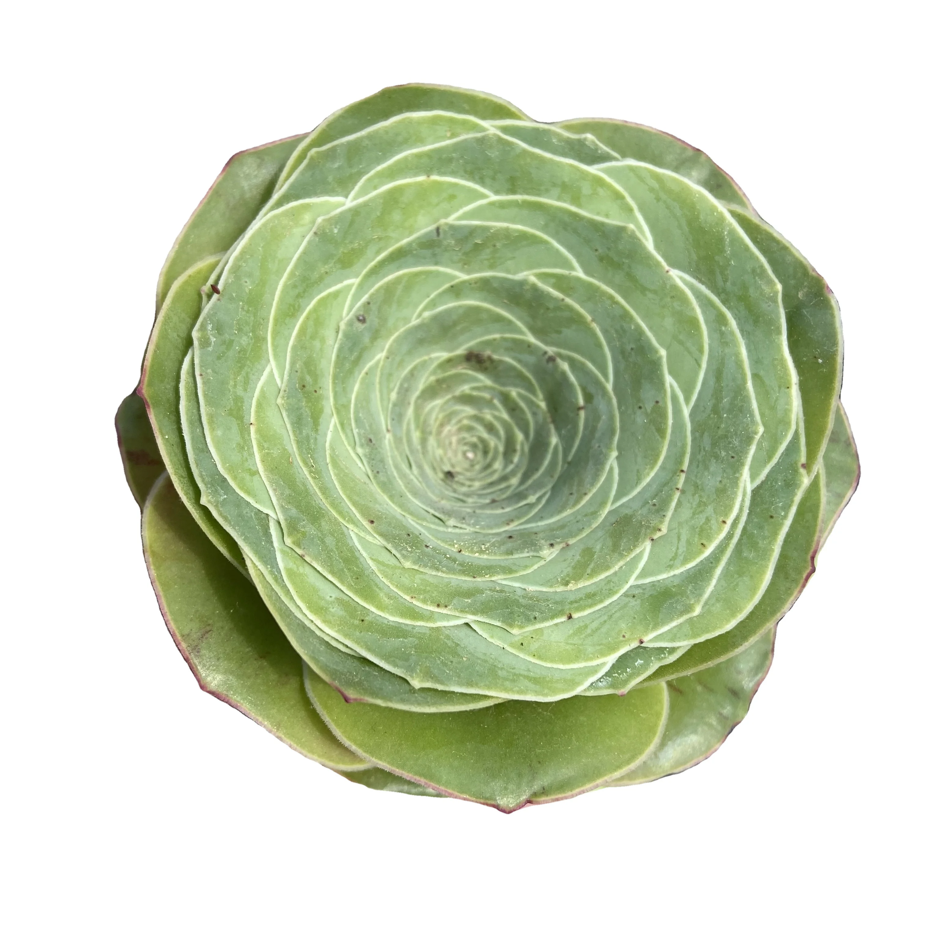 High Quality About6cm Pink Living Plants Succulent Plant Flowerpot Succulent for Ornamental Bonsai Plants