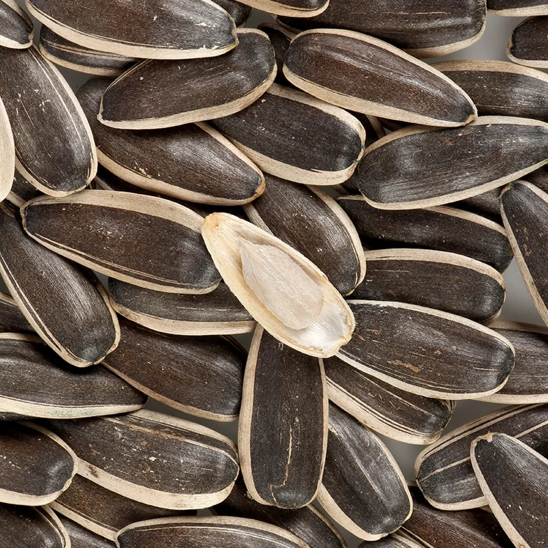 Chinese Best Selling Second Standard Quality Helianthus Annus (sunflower seeds )363  in shell with wholesale price