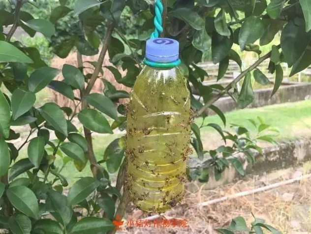 Cletodim 92% TC 90% TC 70% TK