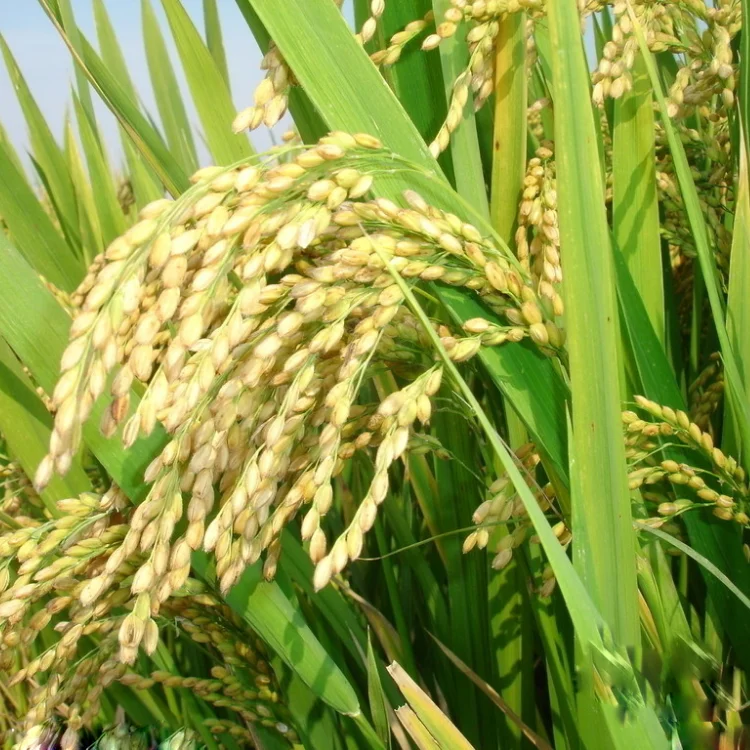 
Best Insecticide Gaucho Furadan Fogging Fenitrothion Control Thrips Fenthion 