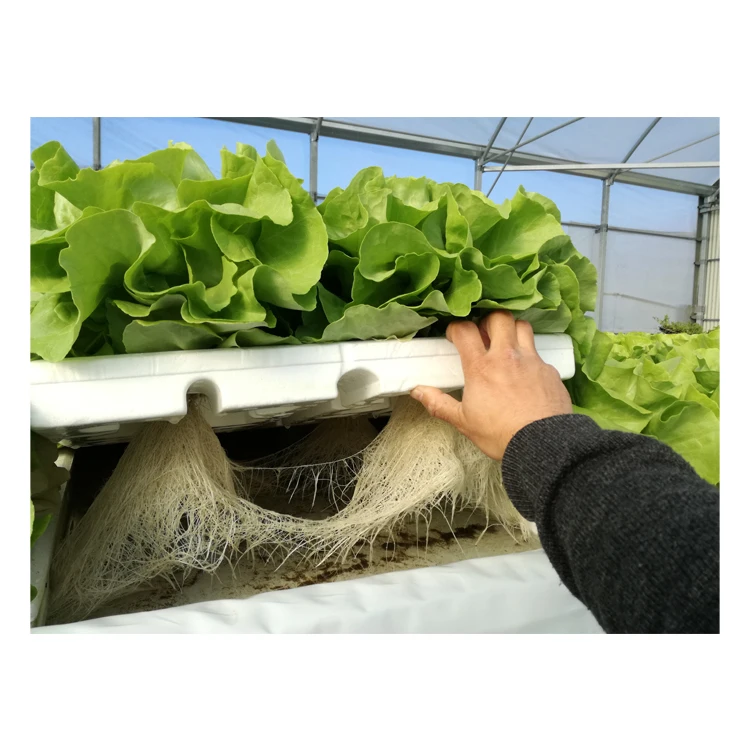 Patented Design Hydroponic-Aquaponic System Cultivation Plate at Market Price