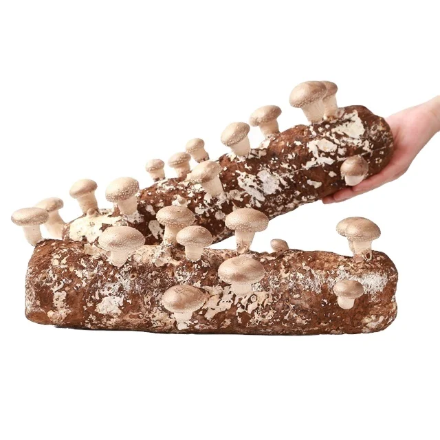Qihe Shiitake грибовидный спагель, грибовидный спагель