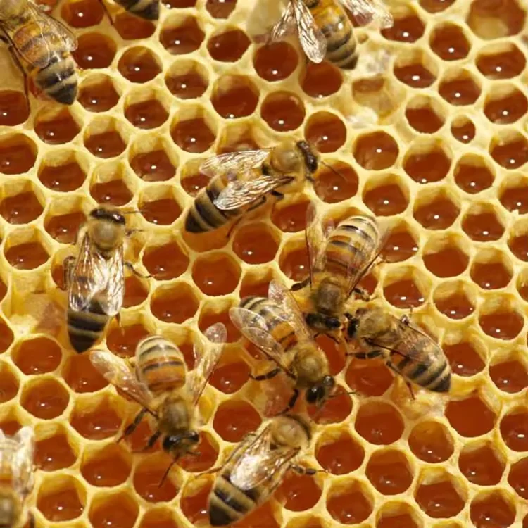 China Manufacturer Best Price 100% Pure Freeze Dried Honey Powder