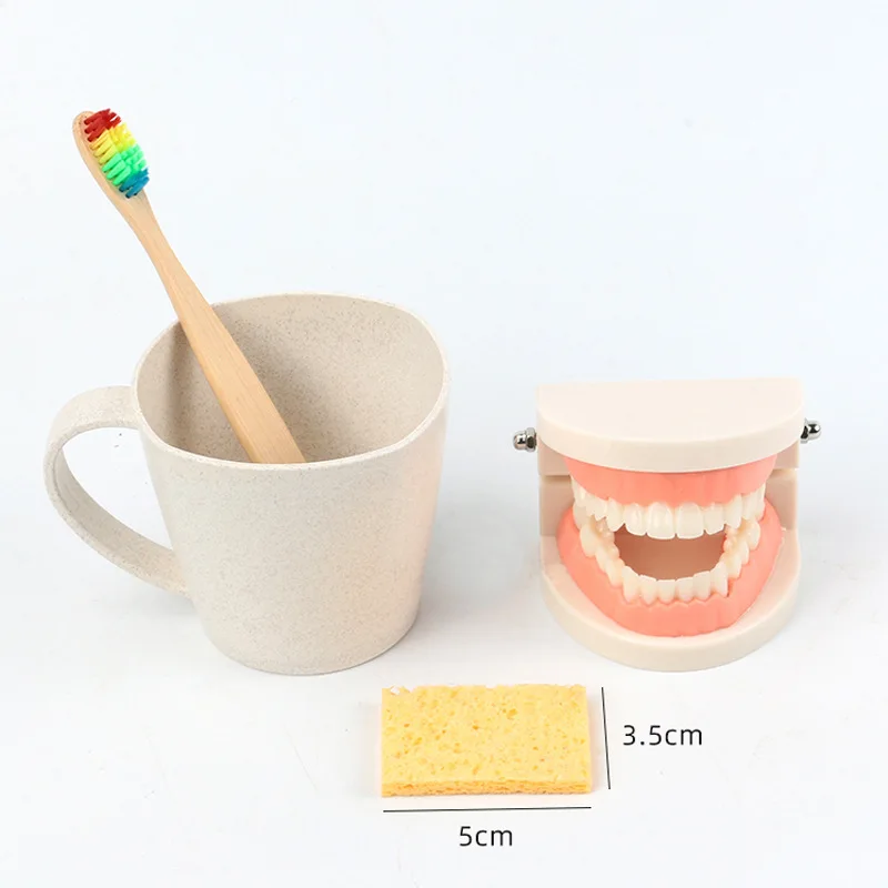 Brushing And Washing Suit Early Education Educational Toys Denture Model Cognitive Teeth Tooth Cognition Model Teaching Children