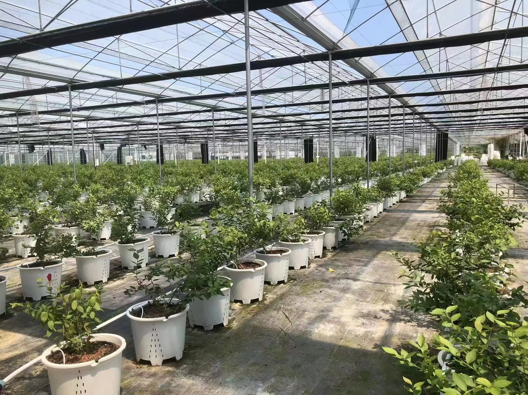 25L/30L Plastic Square Blueberry Grow Pot Hydroponic Bucket