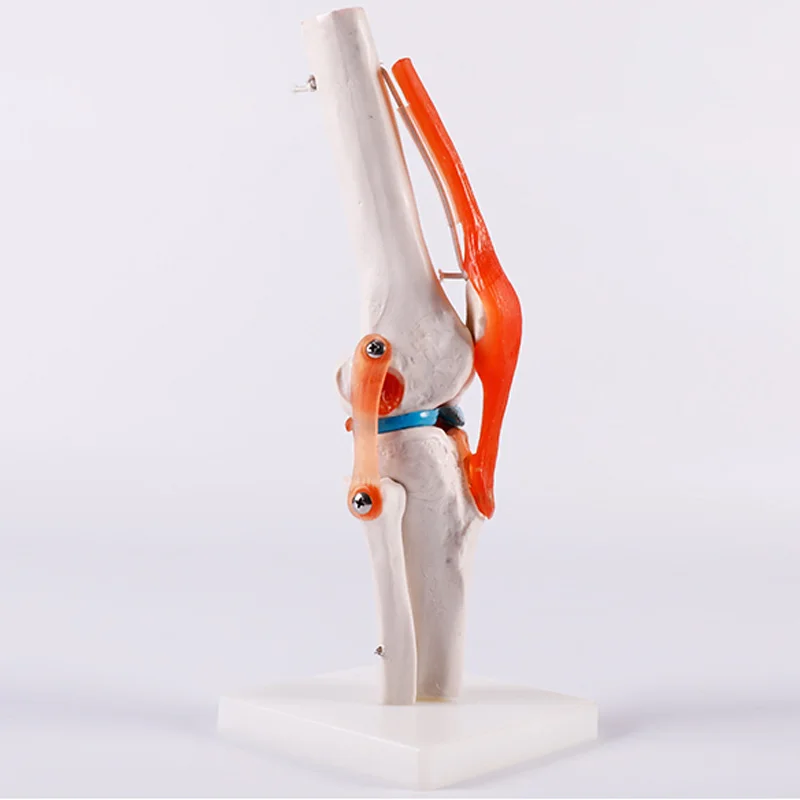 ADA-A1025 human life-size skeleton knee joint model for medical training