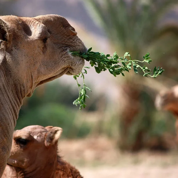 
LUCERNE HAY BALE FROM TURKEY 