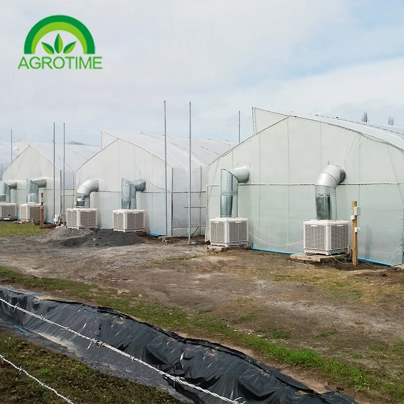 Cheap greenhouse frame tomato low cost greenhouse farming industrial tunnel greenhouse