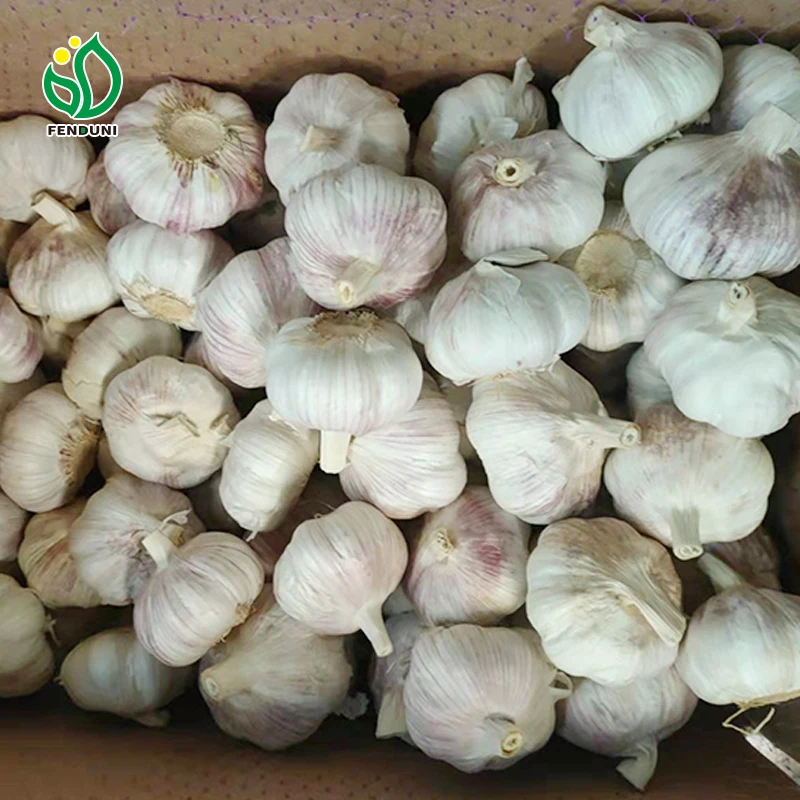 Chinese fresh garlic from Jin xiang county normal white and pure white garlic