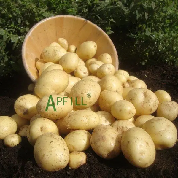 Yunnan fresh potatoes High nutritional value of agricultural products  Fresh and healthy green organic crops