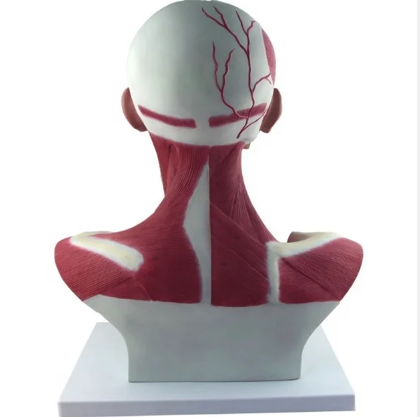 Модель человеческих мышц головы и шеи груди, анатомическая модель швов, модель человеческих мышц головы и лица для демонстрации медицинского обучения