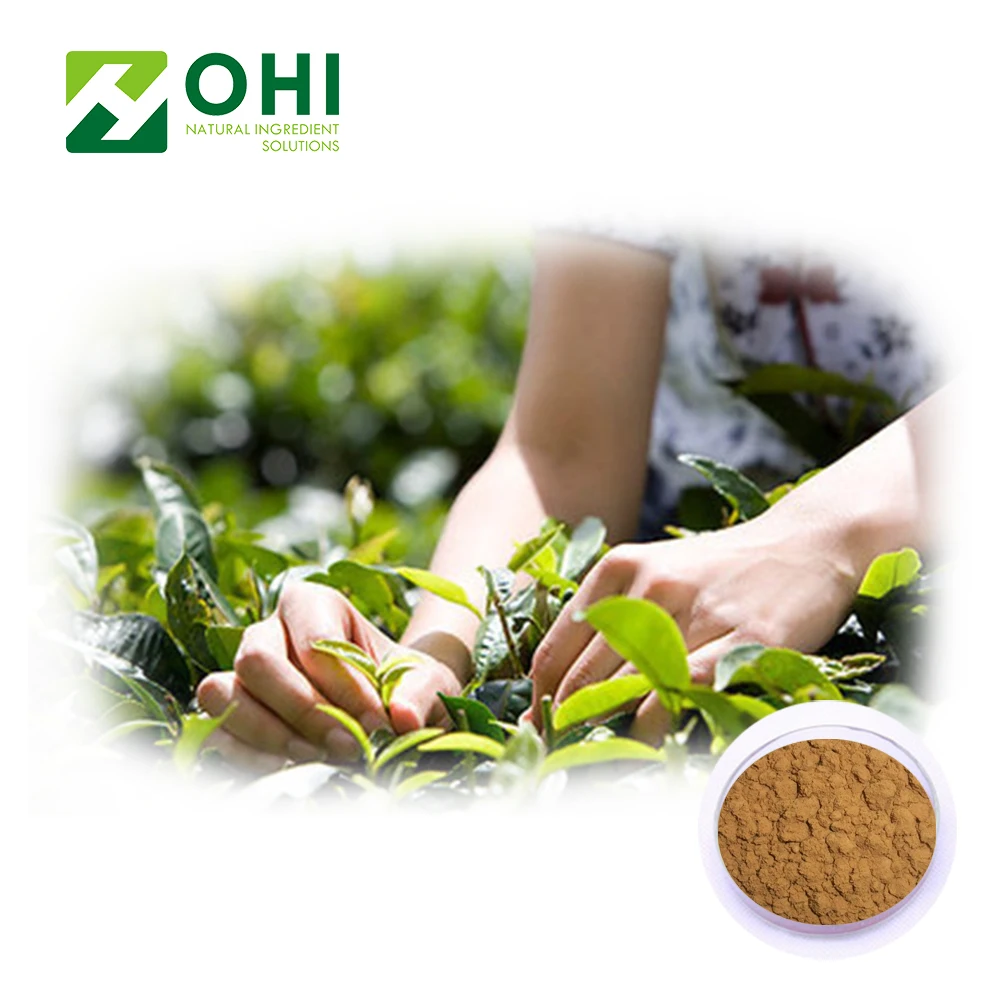 100% Nautral Green Tea Extract 20% L- Theanine Camellia sinensis O. Ktze 98% Polyphenols EGCG