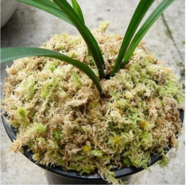 Cheap Natural Dried moss for Orchid Carnivorous plant and Micro landscape plants