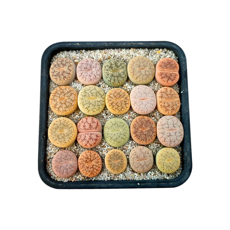 Семена китайских цветов, дешевые литопсы