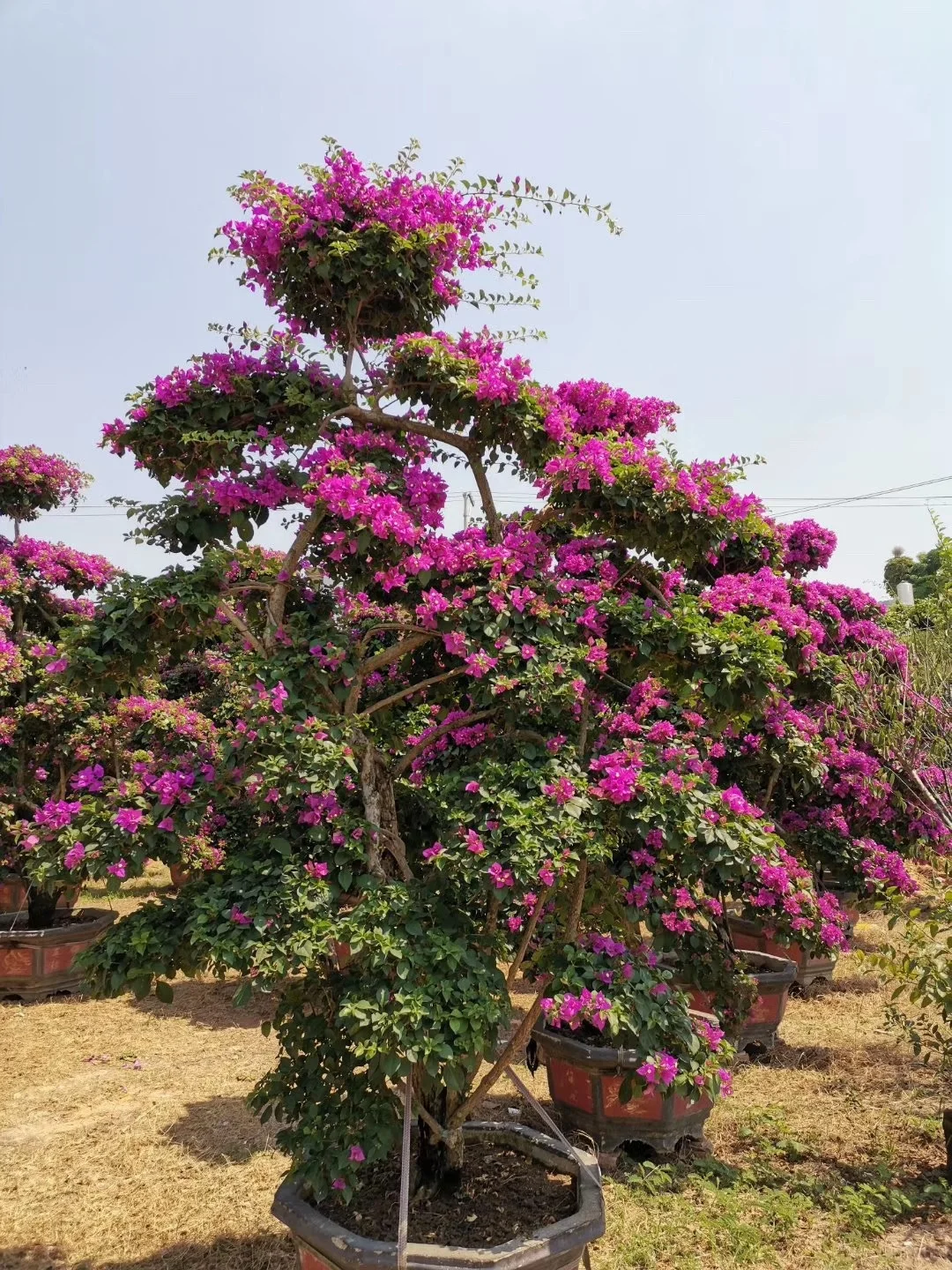  Большой бугенвиллея бонсай хорошей формы